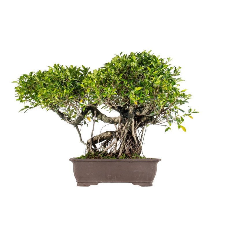 Ficus retusa - B5521