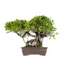 Ficus retusa - B5521