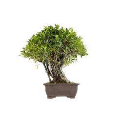 Ficus retusa - B5521
