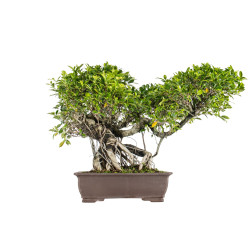 Ficus retusa - B5521