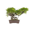 Ficus retusa - B5521