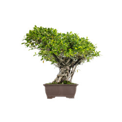 Ficus retusa - B5521