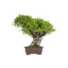 Ficus retusa - B5521