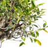 Ficus retusa - B5521