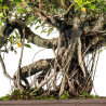 Ficus retusa - B5521