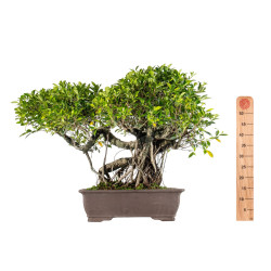 Ficus retusa - B5521