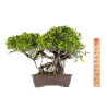 Ficus retusa - B5521