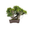 Ficus retusa - B5522