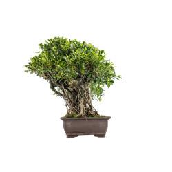 Ficus retusa - B5522