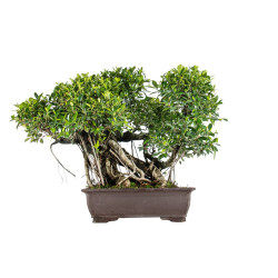 Ficus retusa - B5522