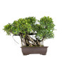 Ficus retusa - B5522