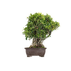 Ficus retusa - B5522