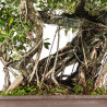 Ficus retusa - B5522