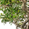 Ficus retusa - B5522