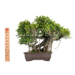 Ficus retusa - B5522