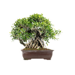Ficus retusa - B5524