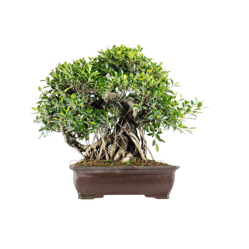Ficus retusa - B5524
