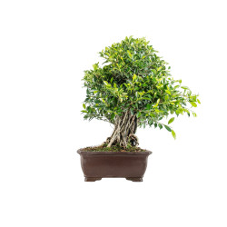 Ficus retusa - B5524