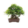 Ficus retusa - B5524