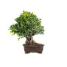 Ficus retusa - B5524
