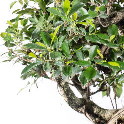 Ficus retusa - B5524