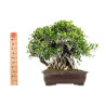 Ficus retusa - B5524