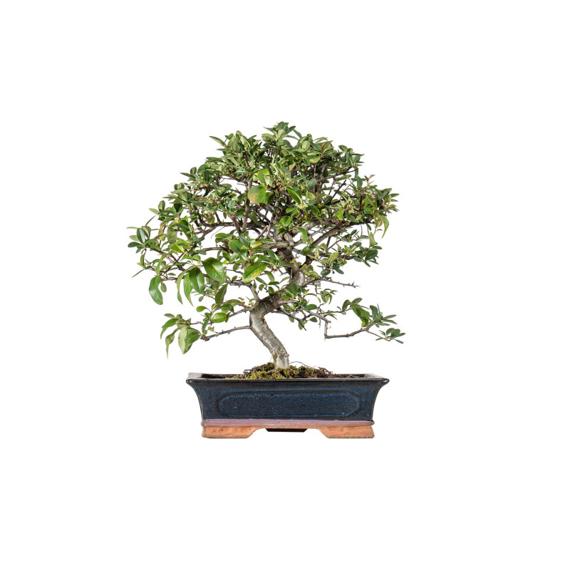 Pyracantha - B5526
