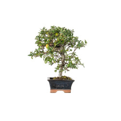 Pyracantha - B5526