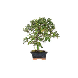 Pyracantha - B5526