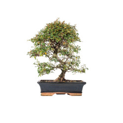 Cotoneaster spp. - B5527