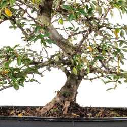 Cotoneaster spp. - B5527
