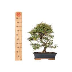 Cotoneaster spp. - B5527