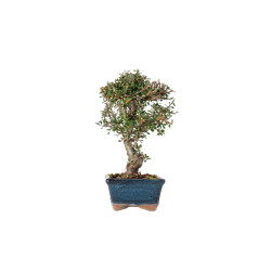 Cotoneaster microphyllus - B5528