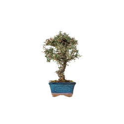 Cotoneaster microphyllus - B5528