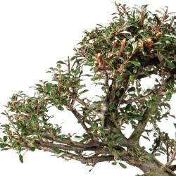 Cotoneaster microphyllus - B5528
