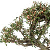 Cotoneaster microphyllus - B5528