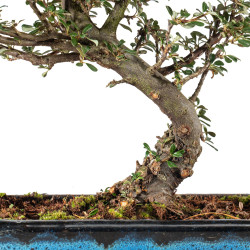 Cotoneaster microphyllus - B5528