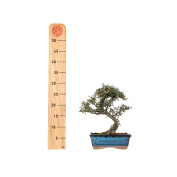 Cotoneaster microphyllus - B5528