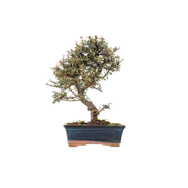 Cotoneaster microphyllus - B5529