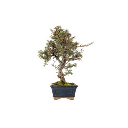 Cotoneaster microphyllus - B5529