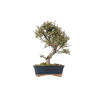 Cotoneaster microphyllus - B5529