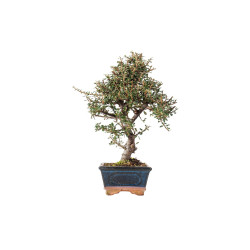 Cotoneaster microphyllus - B5529