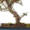 Cotoneaster microphyllus - B5529