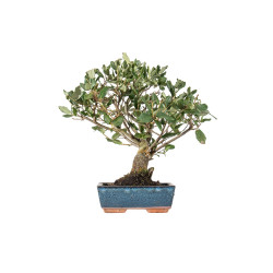 Quercus suber - B5530