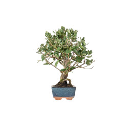 Quercus suber - B5530