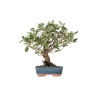 Quercus suber - B5530