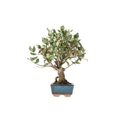 Quercus suber - B5530