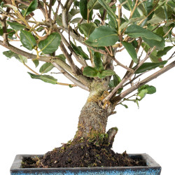 Quercus suber - B5530