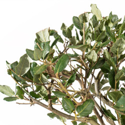 Quercus suber - B5530