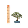 Quercus suber - B5530